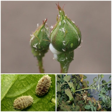 101219051 712527042853185 611011848644329472 n