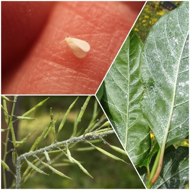 101704555 279346483257910 2496848322355003392 n