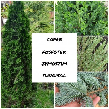 tehnologie bio THUJA cofre fosfotek zymostim fungisol